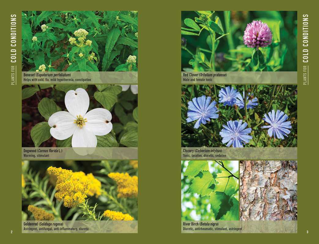 Simon & Schuster - Bushcraft First Aid by Dave Canterbury