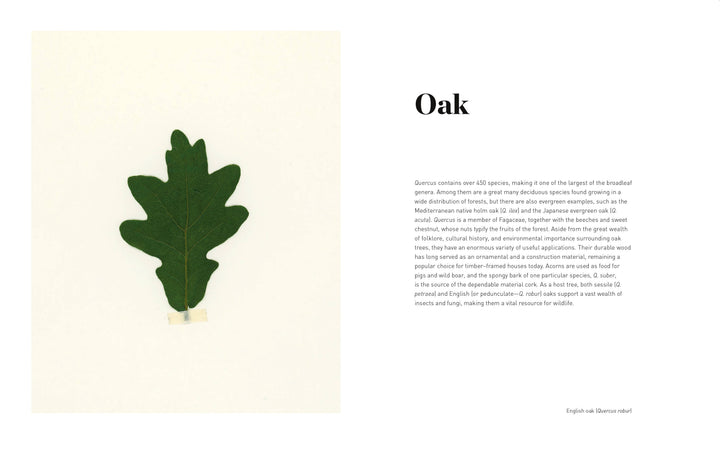 Chronicle Books - Forest