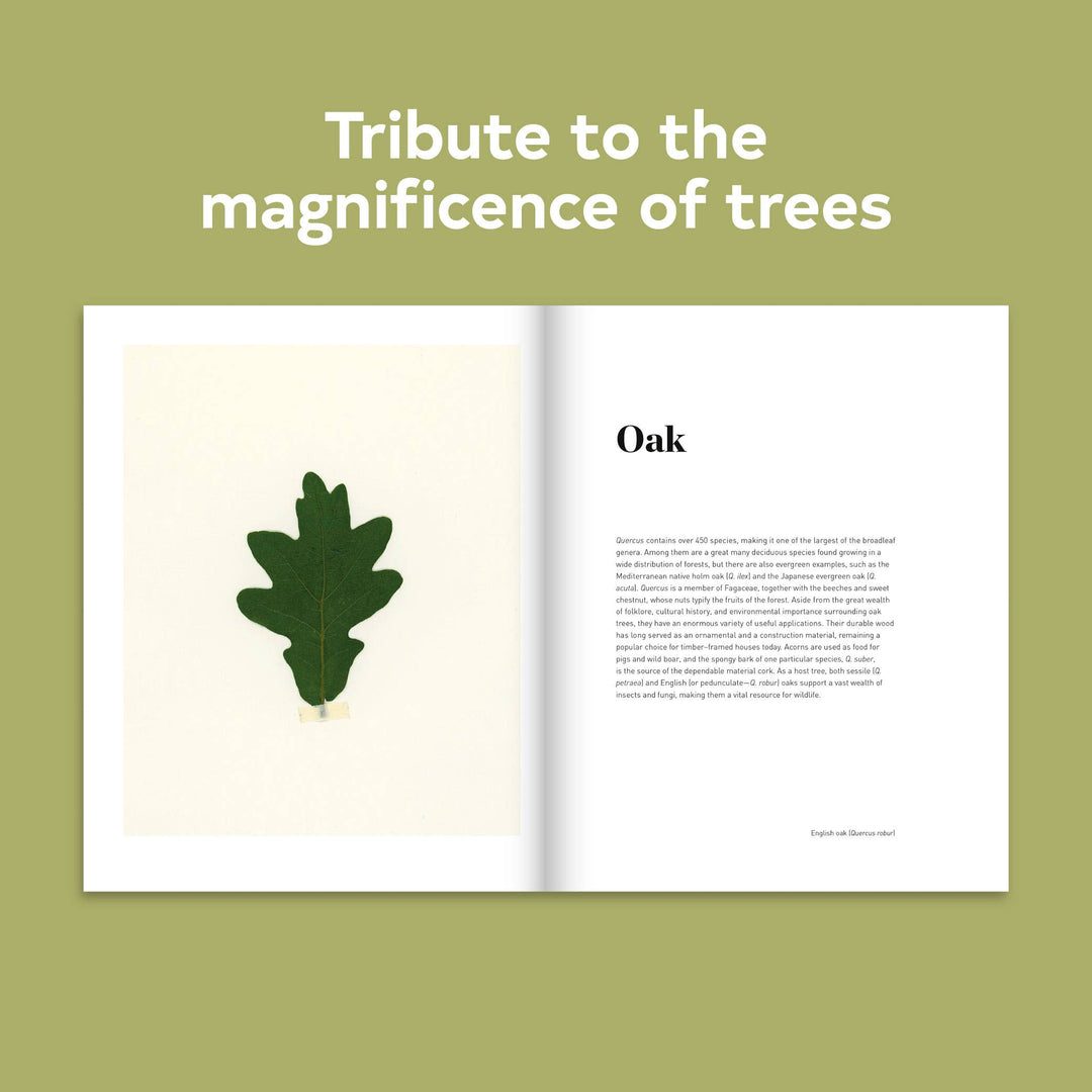 Chronicle Books - Forest