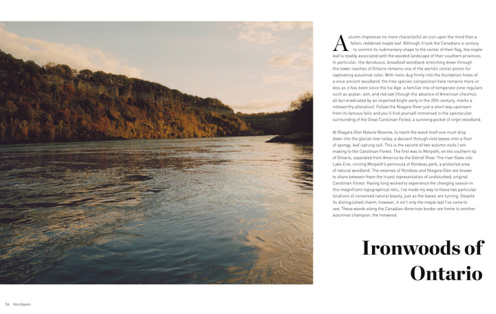 Chronicle Books - Forest